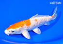 6.75" DOITSU KIKUSUI