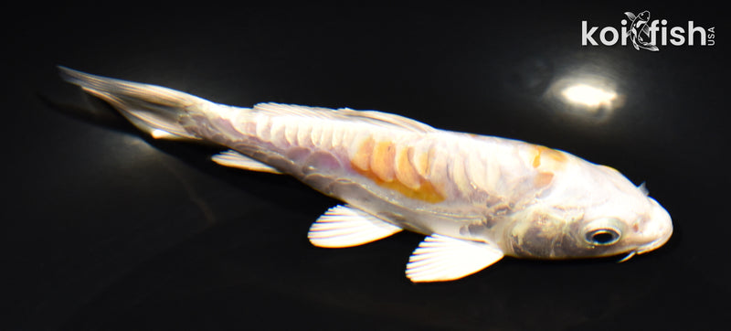 5" ARAGOKE HARIWAKE