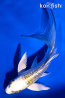 4.75" GINRIN KUJAKU BUTTERFLY