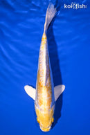9.25" DOITSU LEMON HARIWAKE