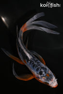 5.5" ARAGOKE SHUSUI BUTTERFLY
