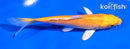 5" YAMABUKI OGON