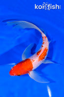 8.25" GINRIN KOHAKU BUTTERFLY
