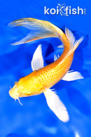 7" YAMABUKI OGON BUTTERFLY