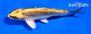 5" KIN KIKOKURYU