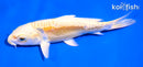 5" ARAGOKE LEMON HARIWAKE