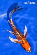 8.75" KUJAKU BUTTERFLY