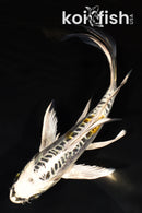 7.25" KIN KIKOKURYU BUTTERFLY