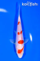 6" DOITSU KOHAKU