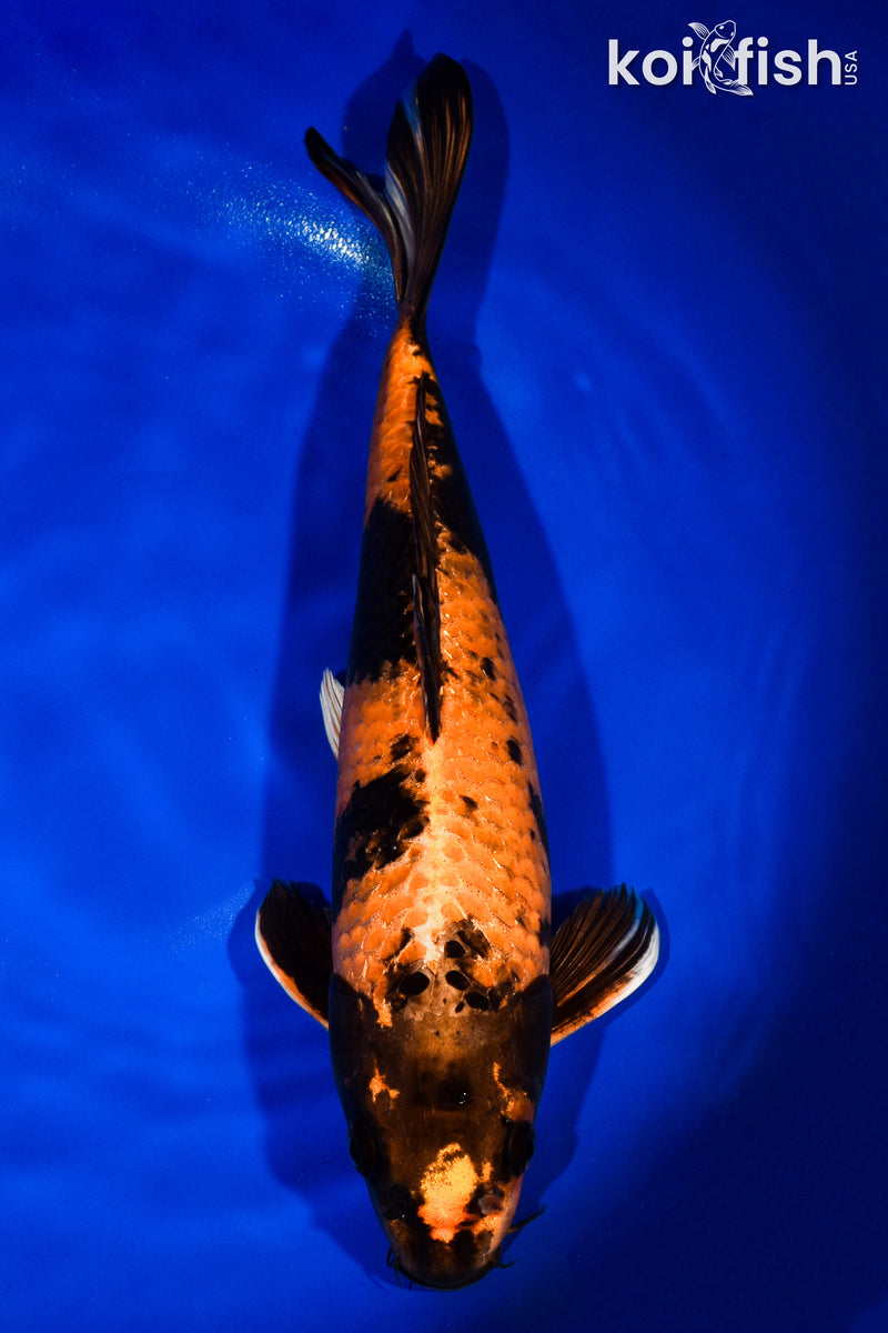 14" KIN HI UTSURI