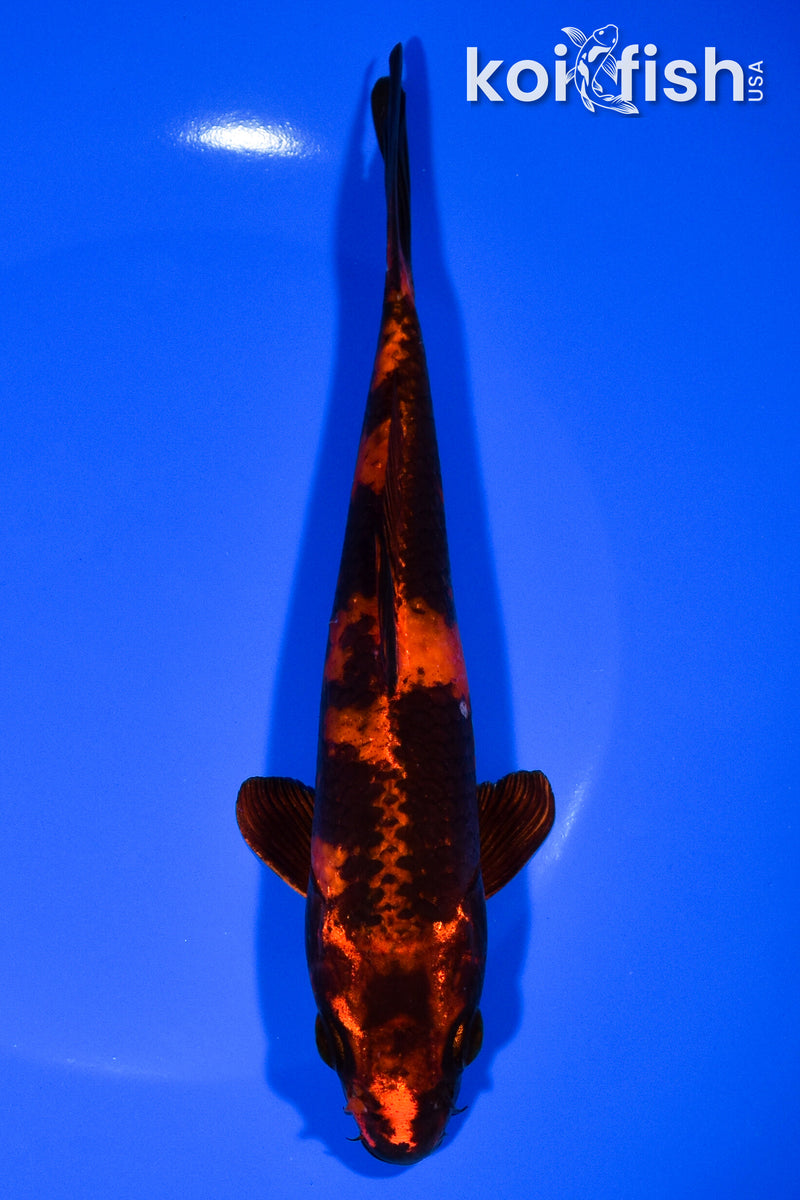 7.5" KIN HI UTSURI