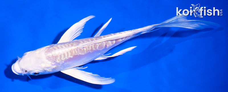 5" DOITSU PLATINUM OGON BUTTERFLY