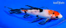 7.25" SANKE BUTTERFLY