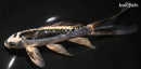 7.25" KIKOKURYU BUTTERFLY