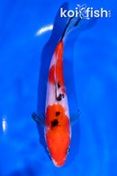 5.5" SANKE
