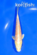 5.75" ARAGOKE YAMABUKI OGON