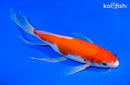 9.5" KOHAKU BUTTERFLY
