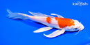 7.5" HARIWAKE BUTTERFLY