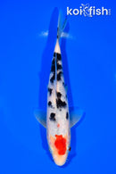 8" TANCHO SANKE