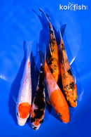 PACK OF (5) 4-5" STANDARD KOI