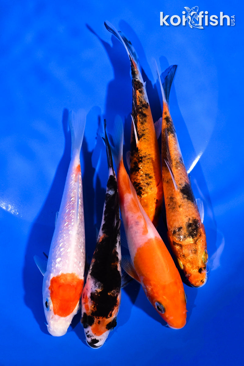 PACK OF (5) 4-5" STANDARD KOI