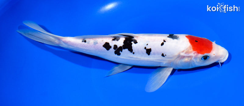 10.25" TANCHO DOITSU SANKE