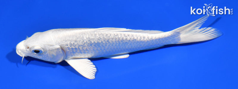 5.75" GINRIN PLATINUM OGON