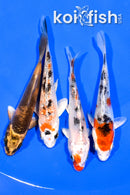 PACK OF (4) 4-4.25" STANDARD KOI