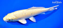 9" YAMABUKI OGON