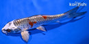6.25" BENI GINGA