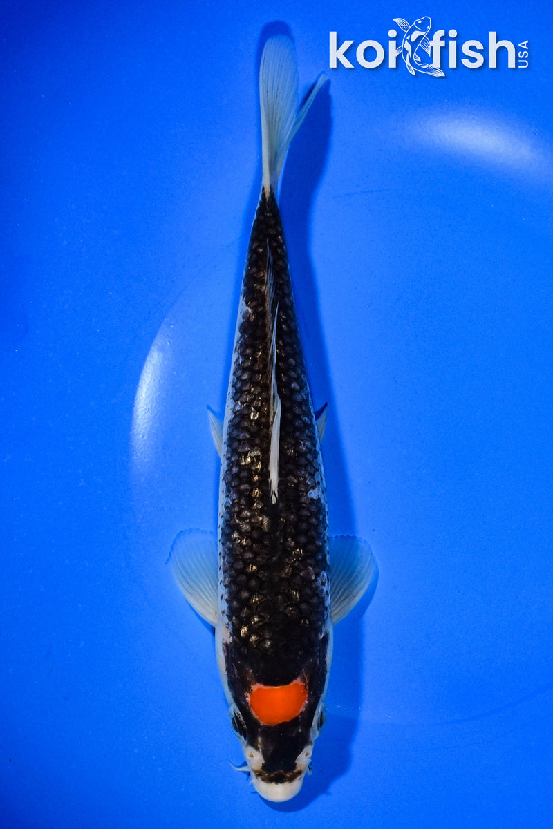 8" GINRIN TANCHO GOSHIKI