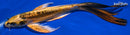 9.75" KIN KIKOKURYU BUTTERFLY