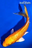5.5" GINRIN ORENJI OGON BUTTERFLY