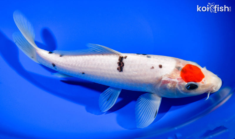 8.25" TANCHO SANKE