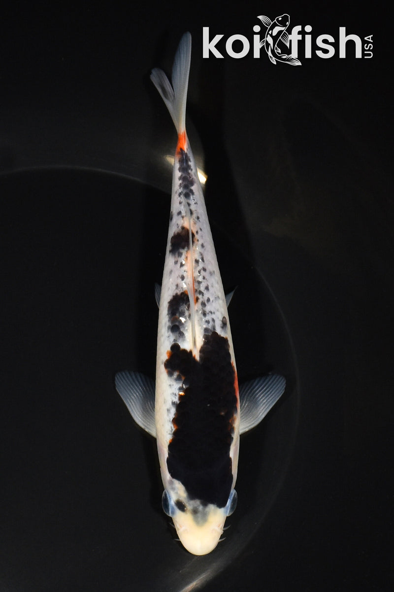 6.5" GOROMO