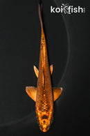 4.75" KIN ORENJI MATSUBA