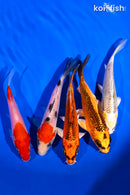 PACK OF (5) 4-5" STANDARD KOI