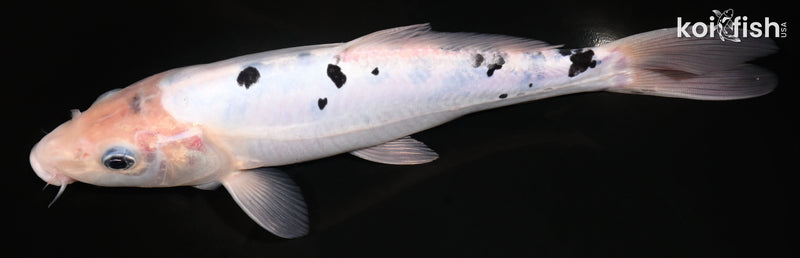 10.5" DOITSU SHIRO BEKKO