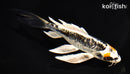 6.75" BENI KIKOKURYU BUTTERFLY