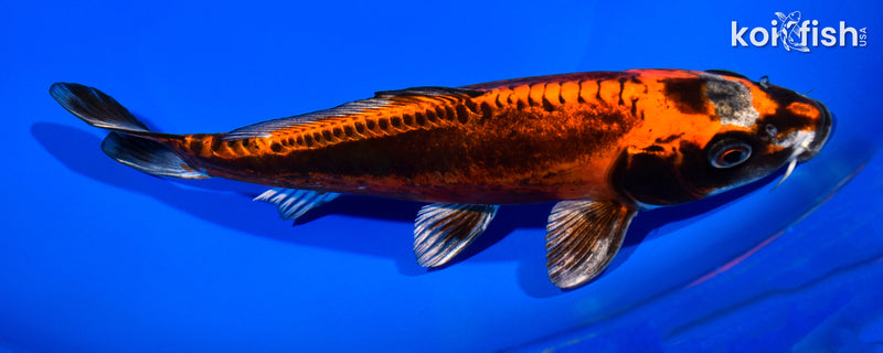 9.25" BENI KIKOKURYU