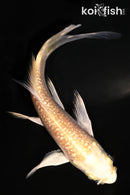 4.75" GINRIN YAMABUKI OGON BUTTERFLY