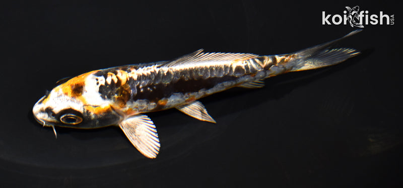 5.25" ARAGOKE BENI KIKOKURYU