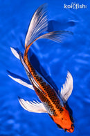 10.25" KUJAKU