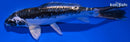 6.5" KIKOKURYU