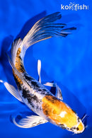 8.25" HEISEI NISHIKI BUTTERFLY