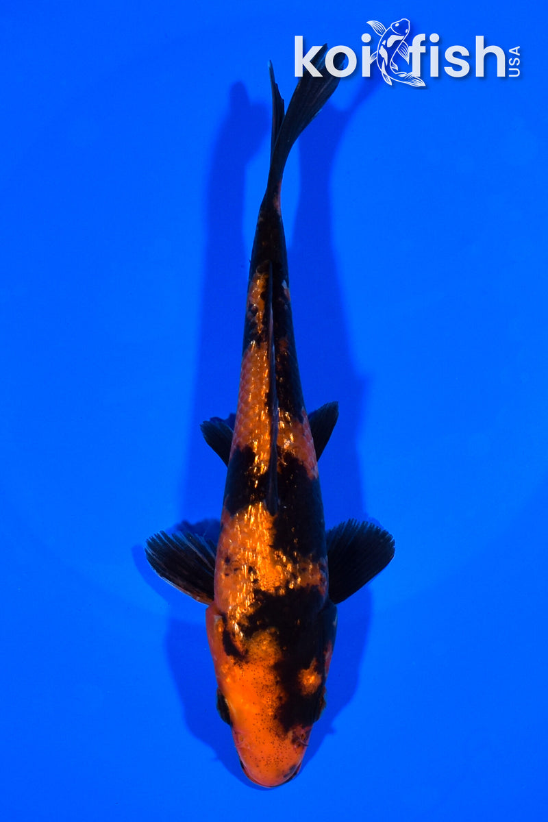 6.75" HI UTSURI