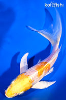 7.75" LEMON HARIWAKE BUTTERFLY