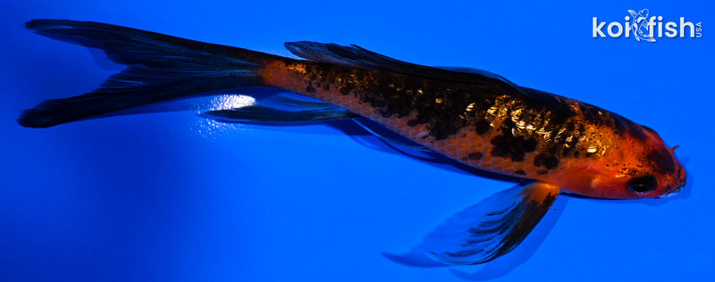 5.25" GINRIN ORENJI BEKKO BUTTERFLY