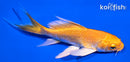 4" YAMABUKI OGON BUTTERFLY