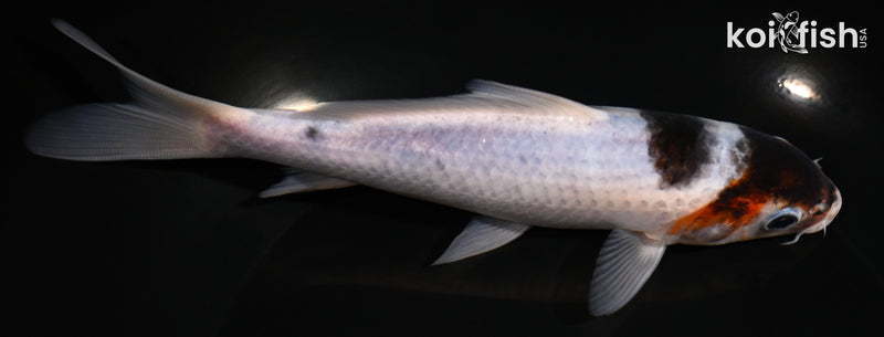 6.75" BUDO GOROMO